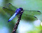 The dragonfly is a powerful spiritual symbol